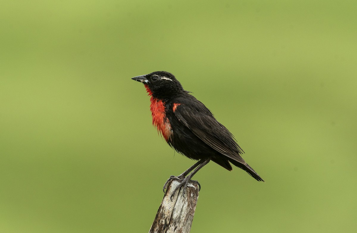 White-browed Meadowlark - ML620276127