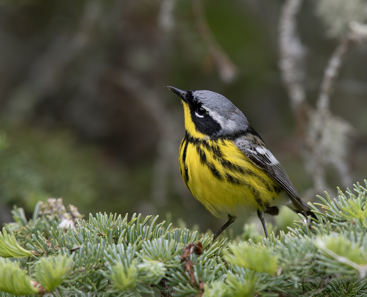 Magnolia Warbler - ML620276130