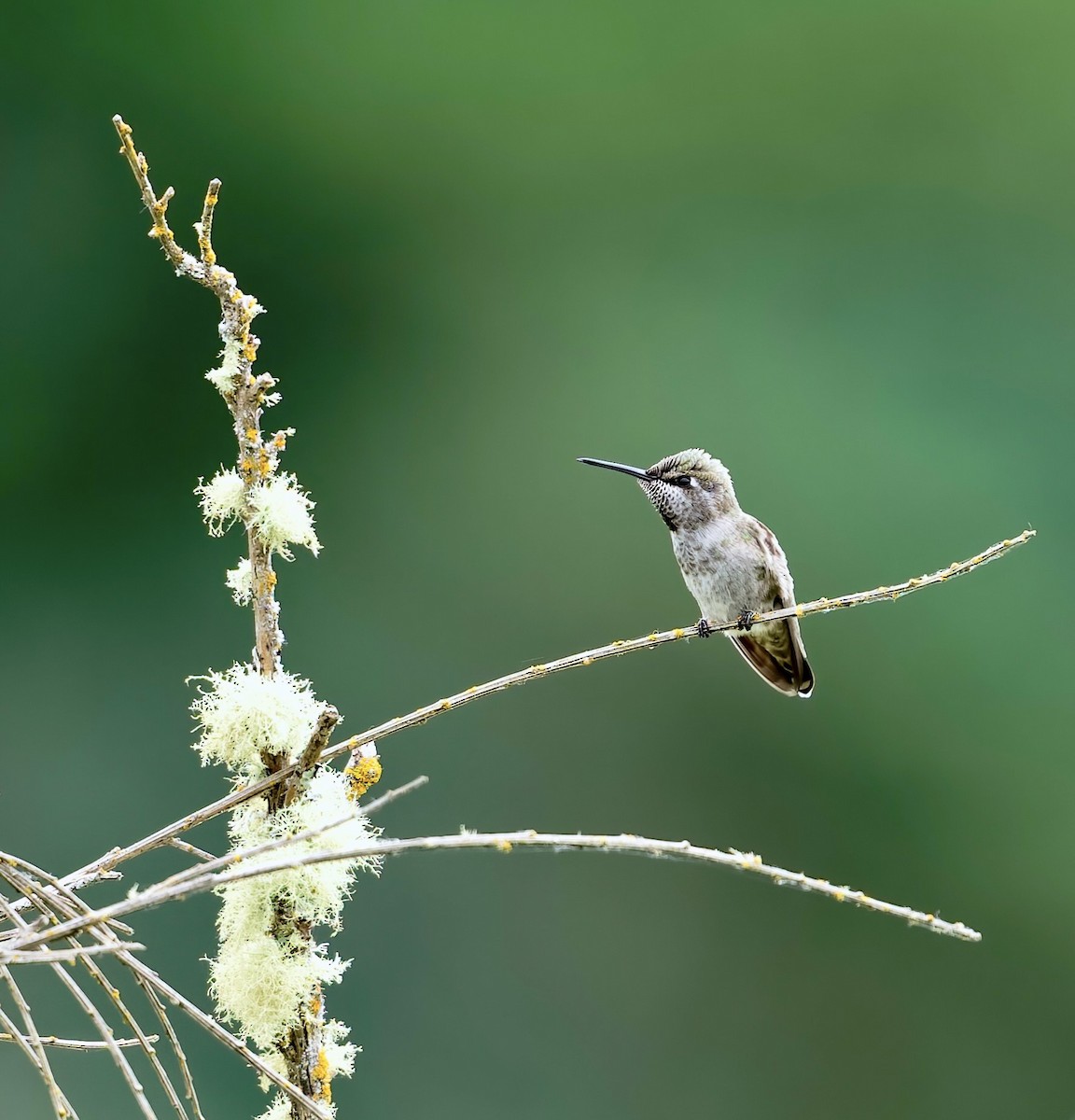 Anna's Hummingbird - ML620276131