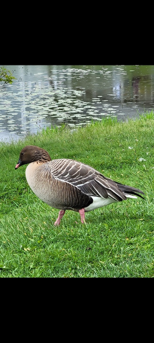 Pink-footed Goose - ML620276136