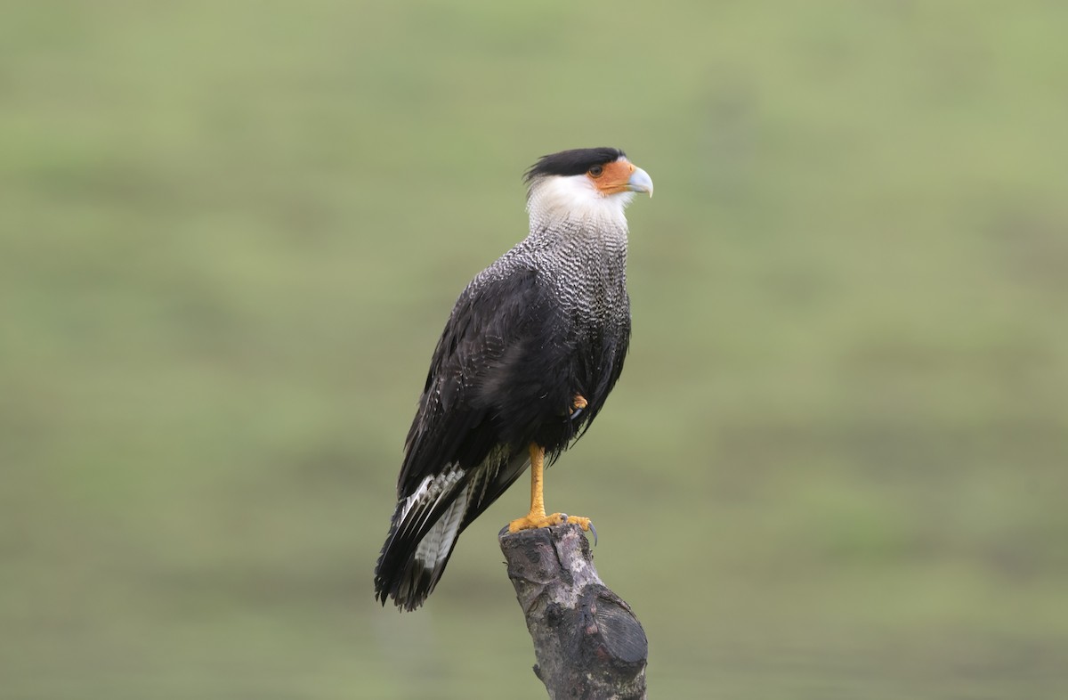 Crested Caracara - ML620276138