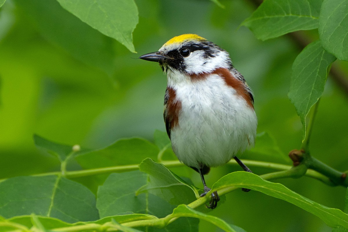 Chestnut-sided Warbler - ML620276140