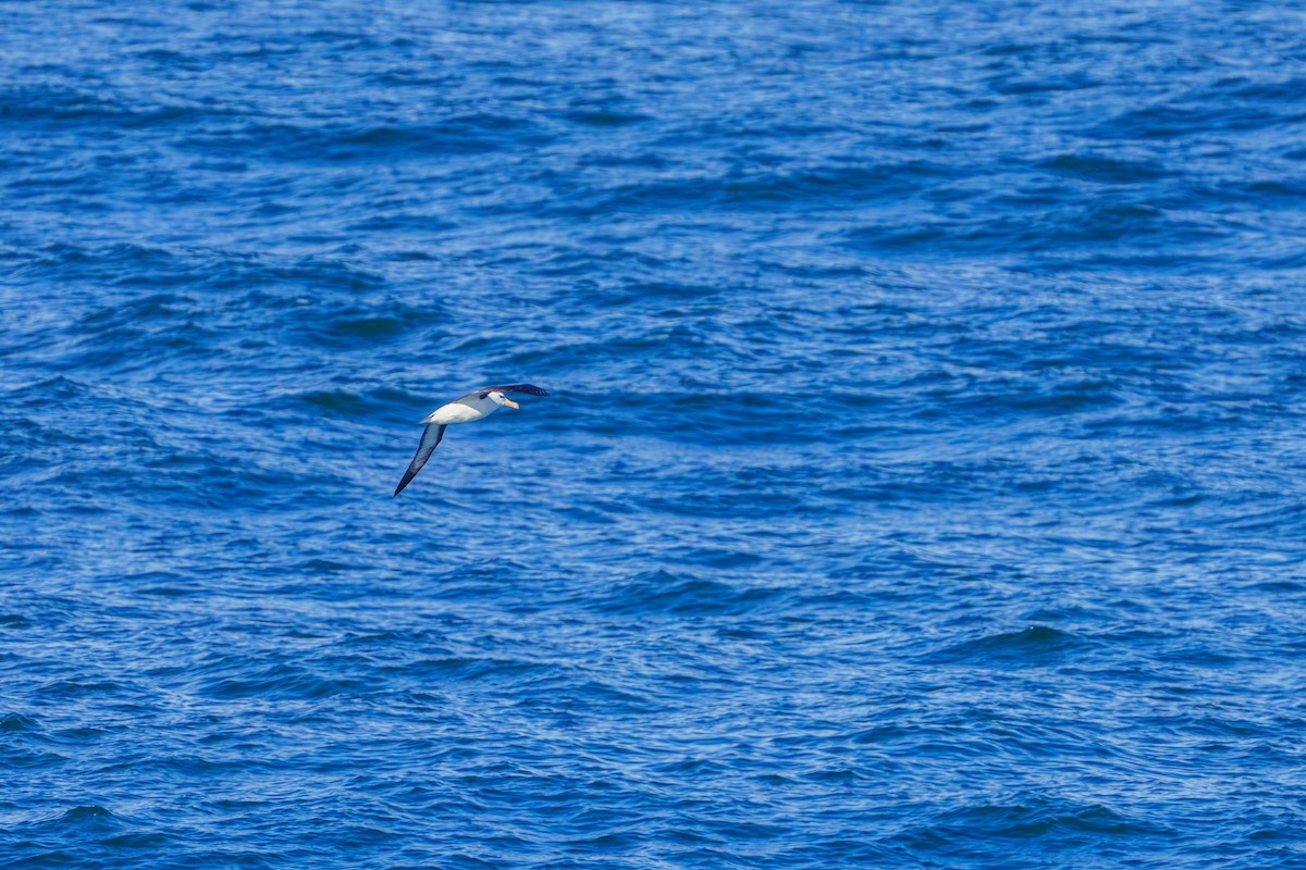 Black-browed Albatross - ML620276141