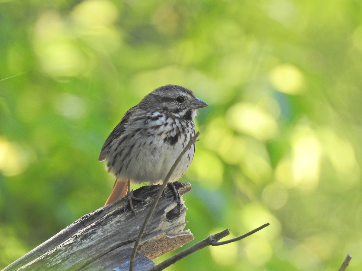 Song Sparrow - ML620276146