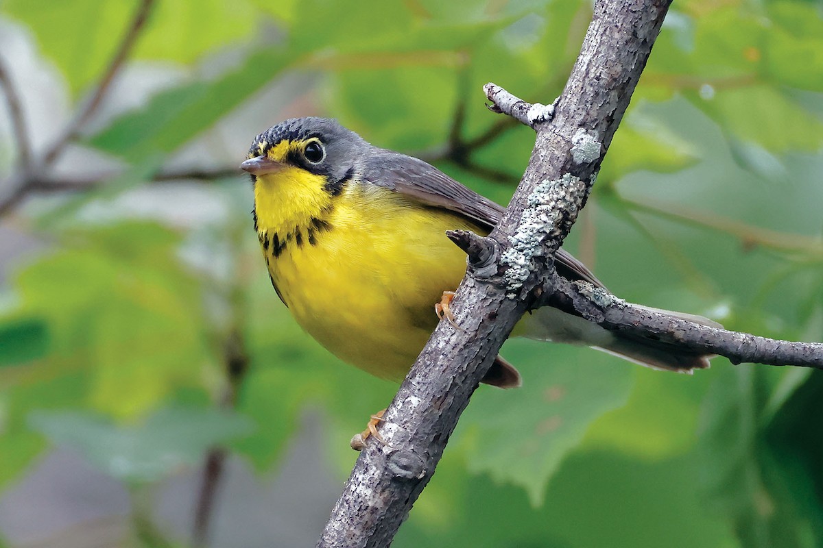 Canada Warbler - ML620276147