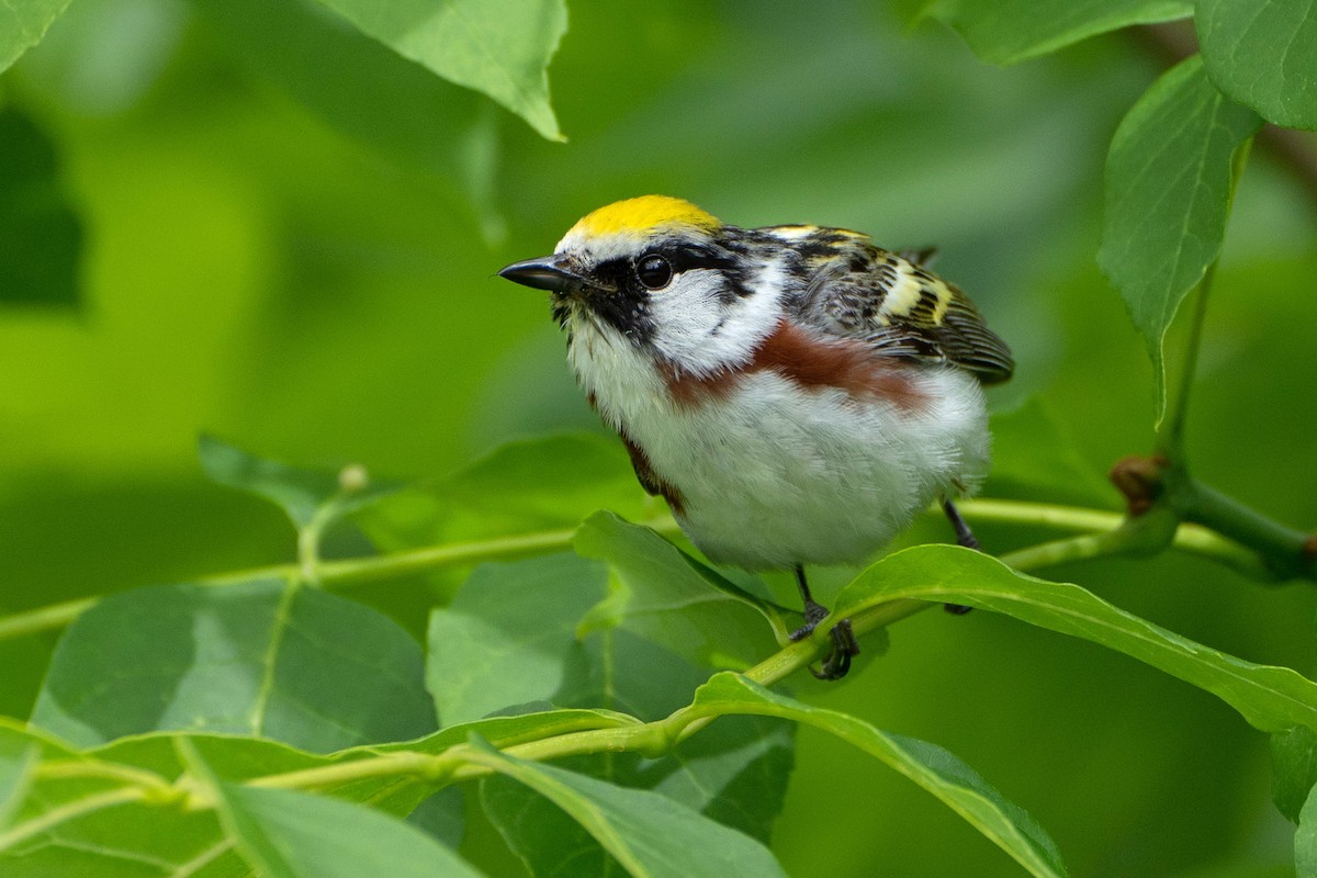 Chestnut-sided Warbler - ML620276149