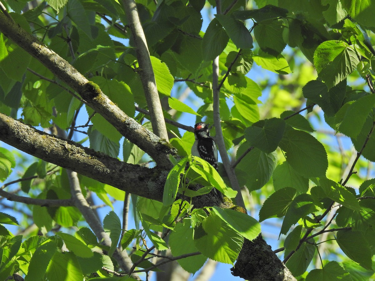 Downy Woodpecker - ML620276152