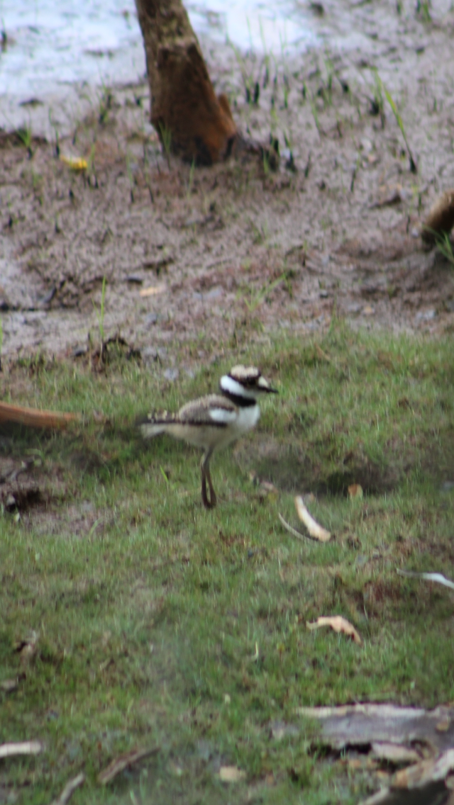 Killdeer - ML620276164