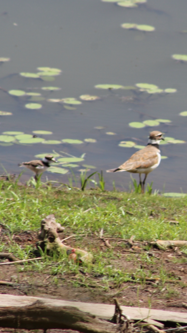 Killdeer - ML620276165