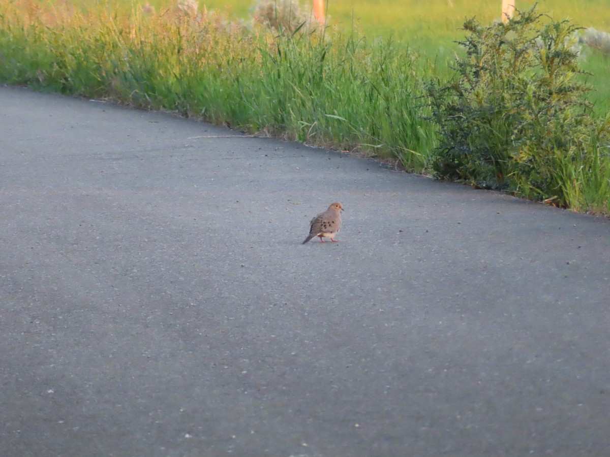 Mourning Dove - ML620276167