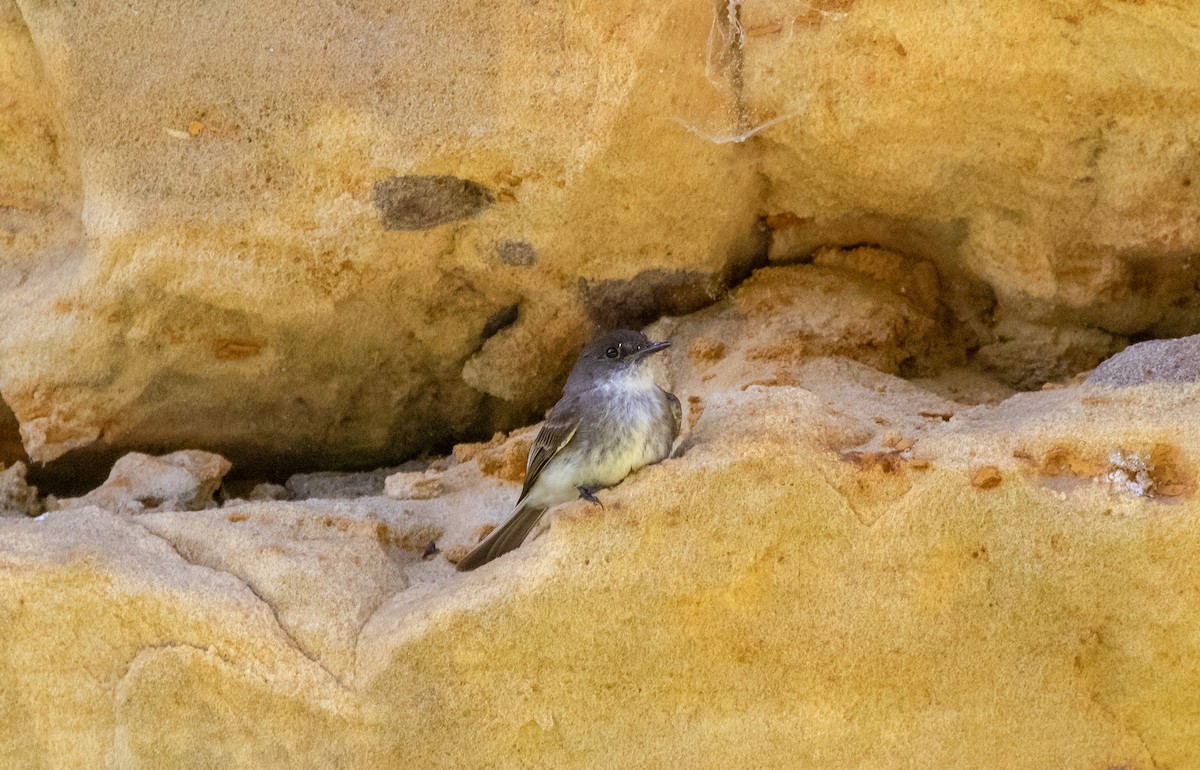 Eastern Phoebe - ML620276168