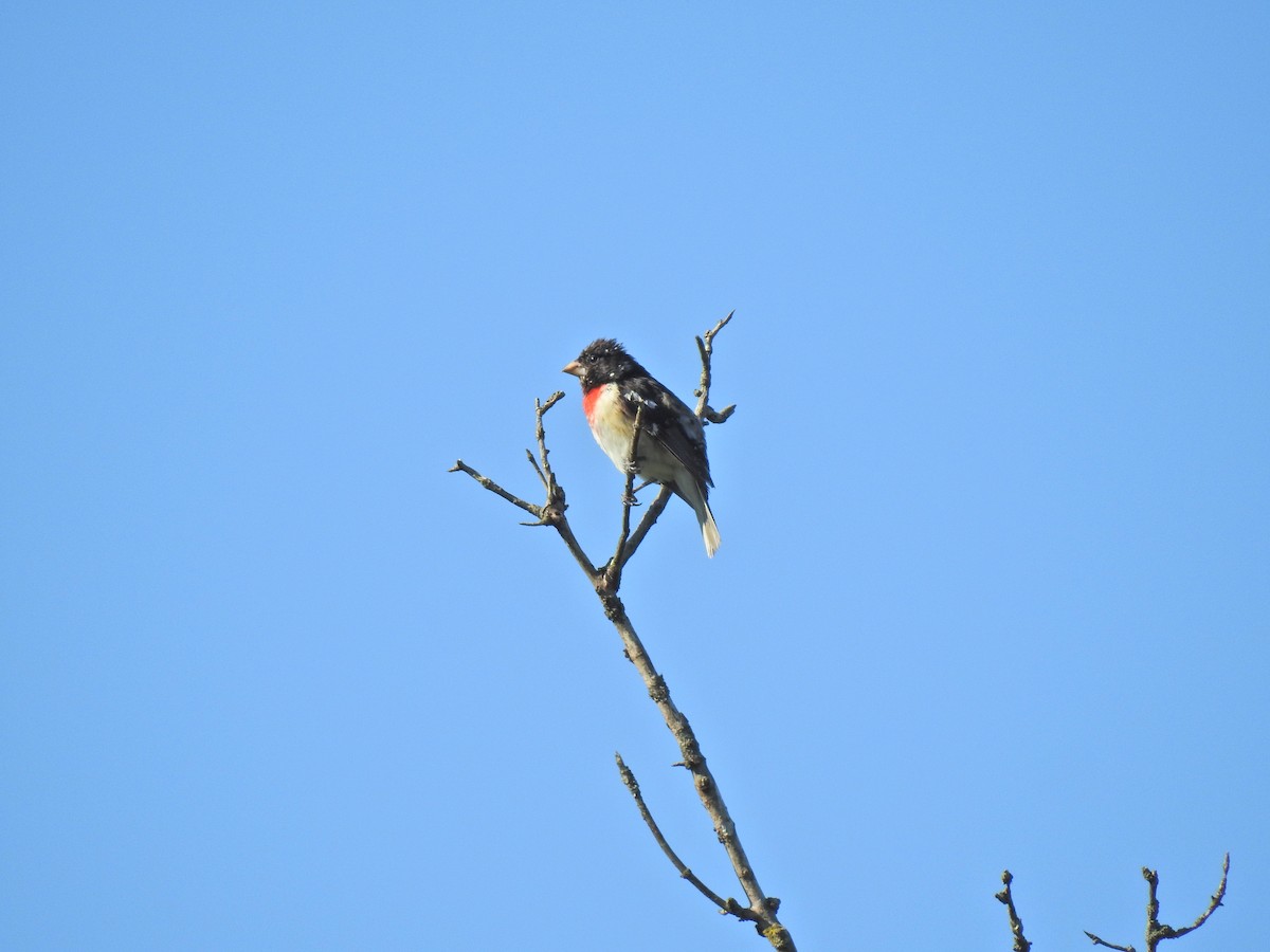 Rose-breasted Grosbeak - ML620276169