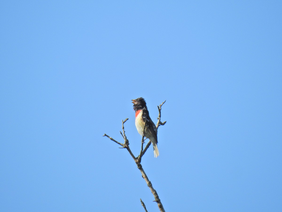 Rose-breasted Grosbeak - ML620276171