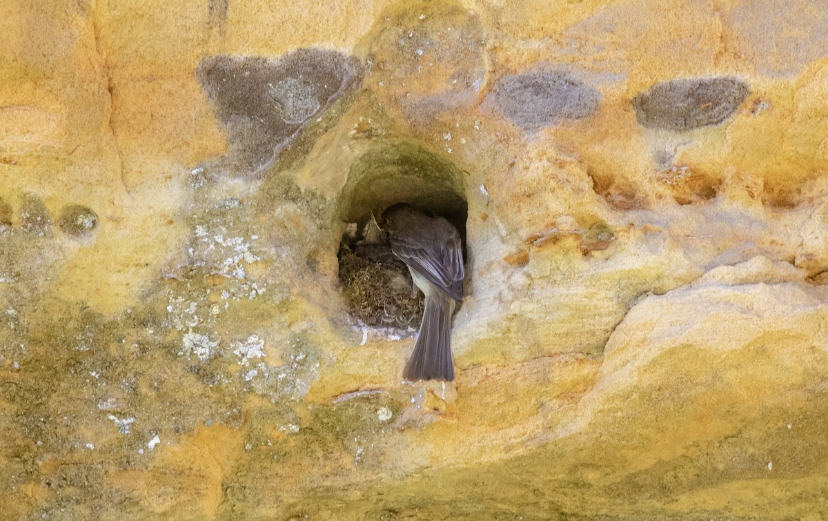 Eastern Phoebe - ML620276172