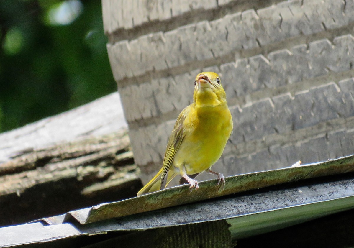 Summer Tanager - ML620276180