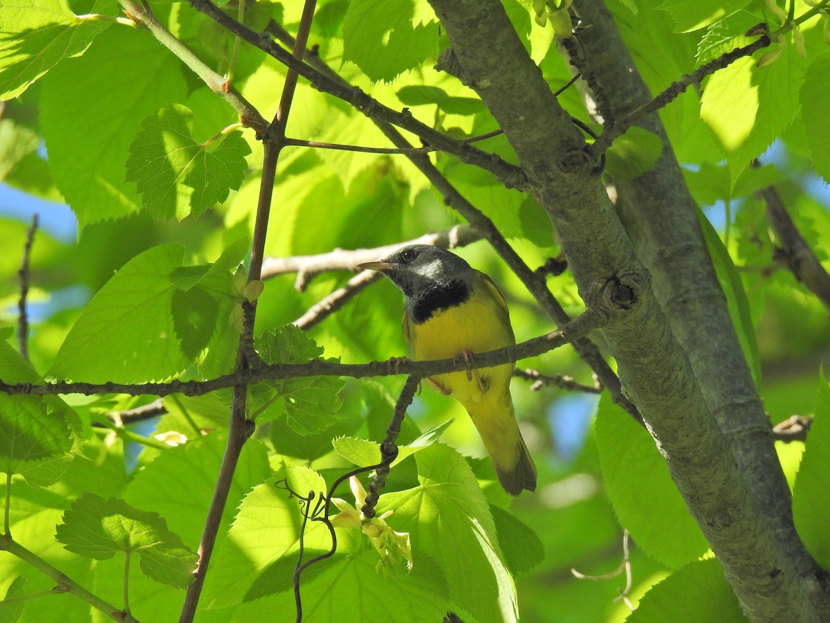 Graukopf-Waldsänger - ML620276181