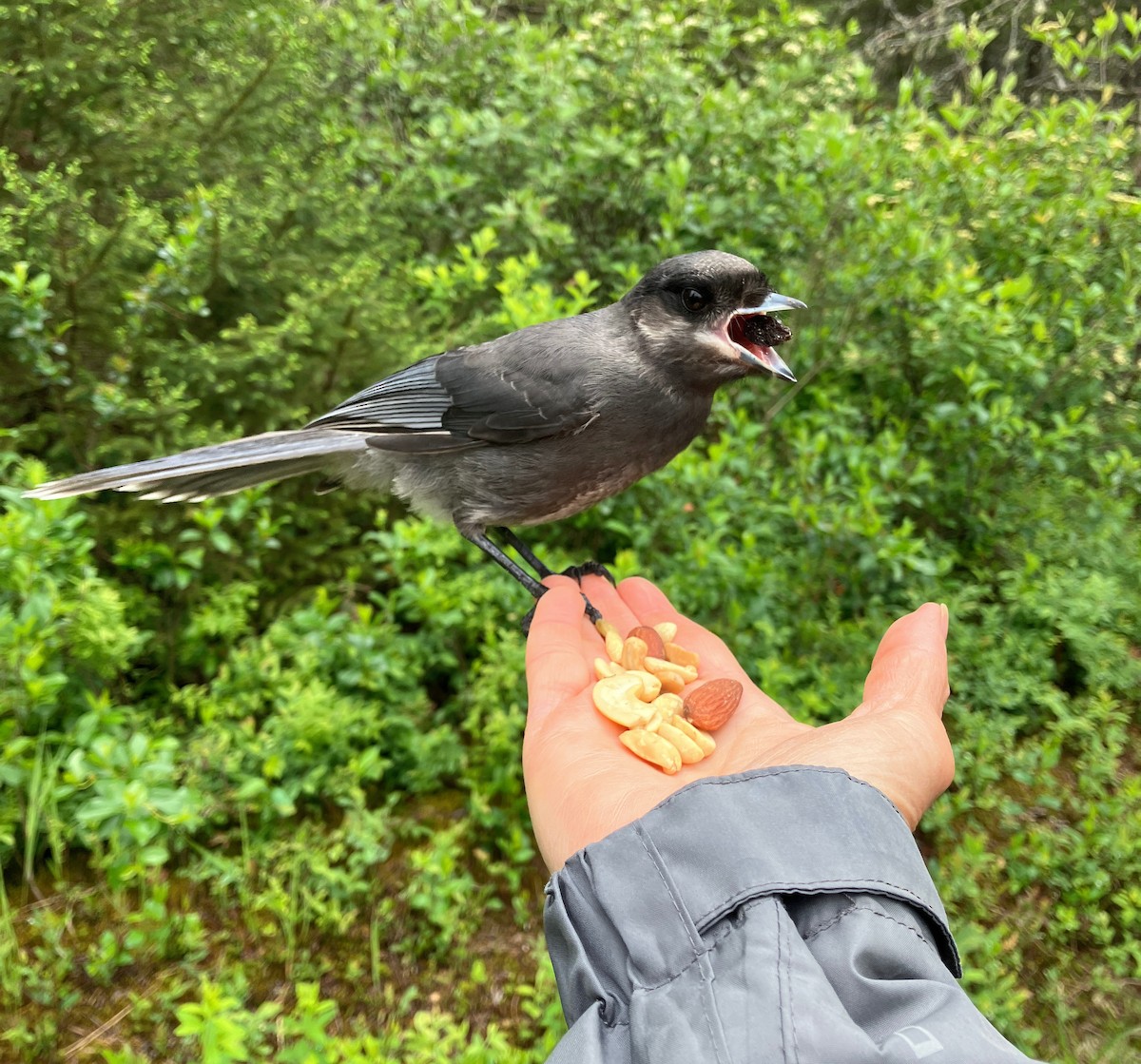 Canada Jay - ML620276182