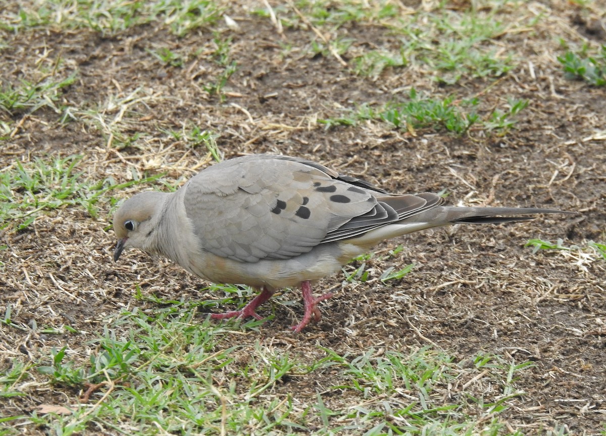 Mourning Dove - ML620276185