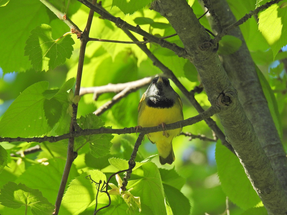 Mourning Warbler - ML620276191