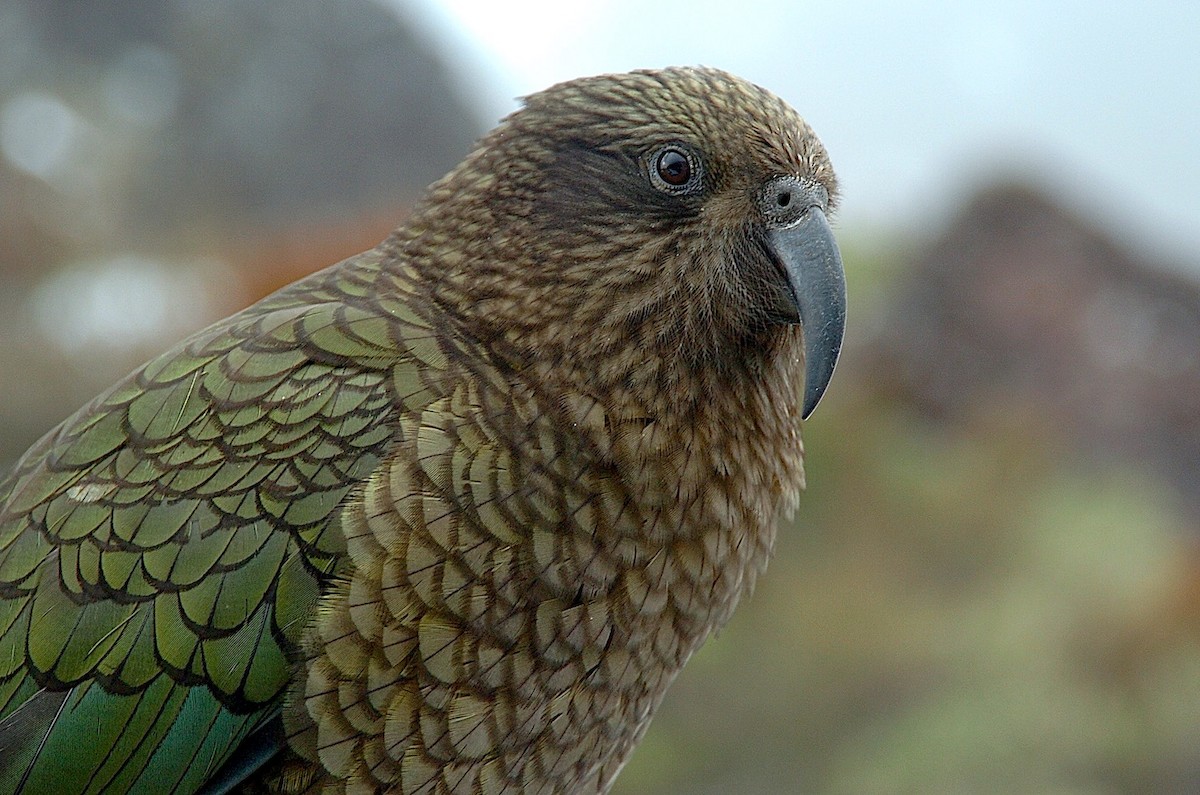 kea - ML620276193