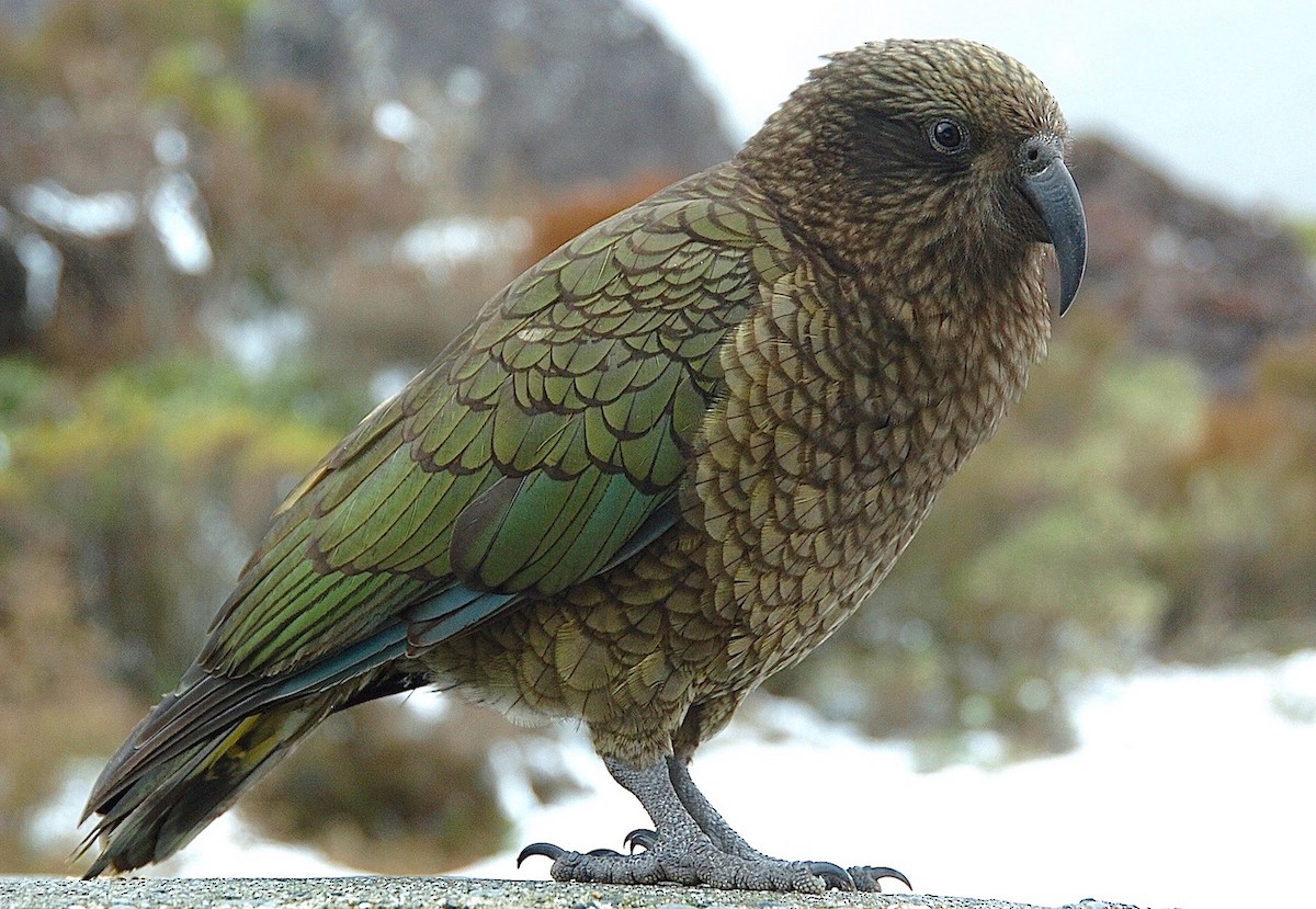 Kea - ML620276194