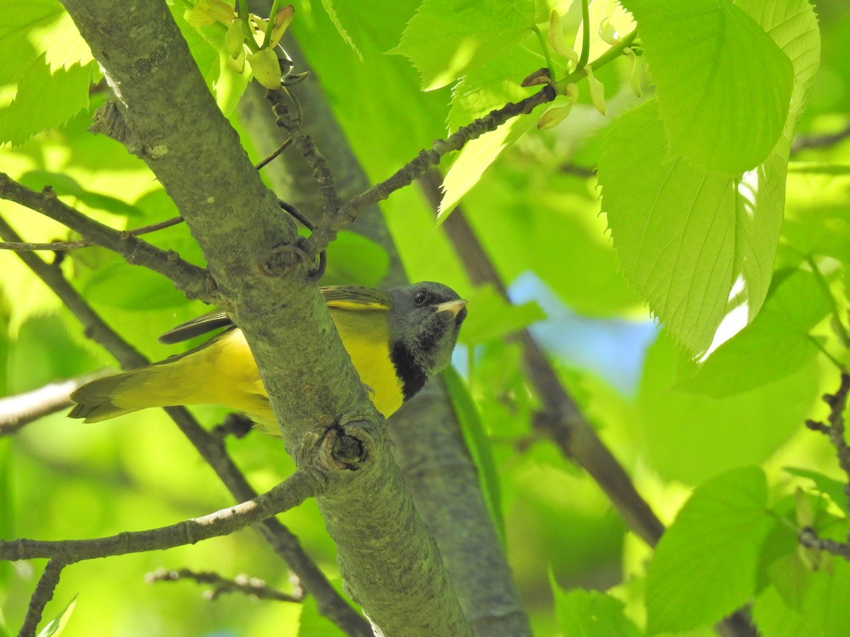 Mourning Warbler - ML620276196