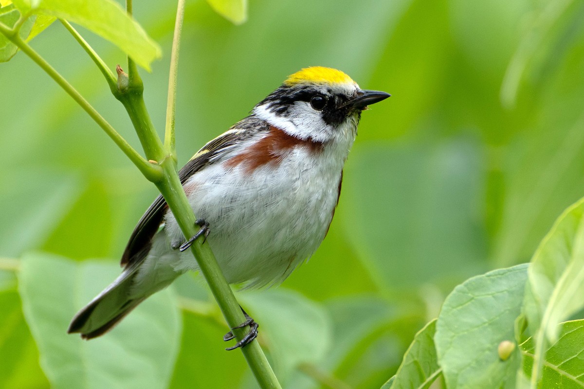 Chestnut-sided Warbler - ML620276200