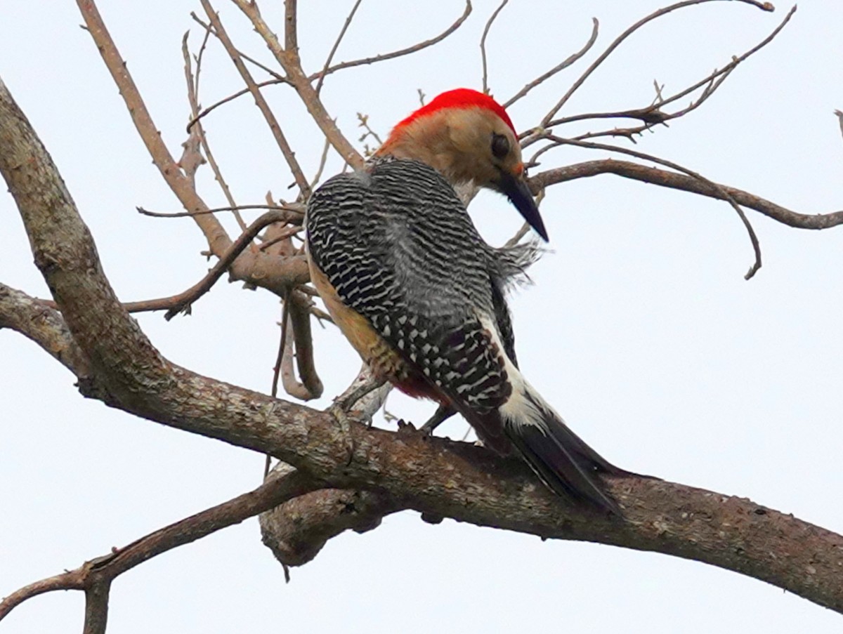 Golden-fronted Woodpecker - ML620276205