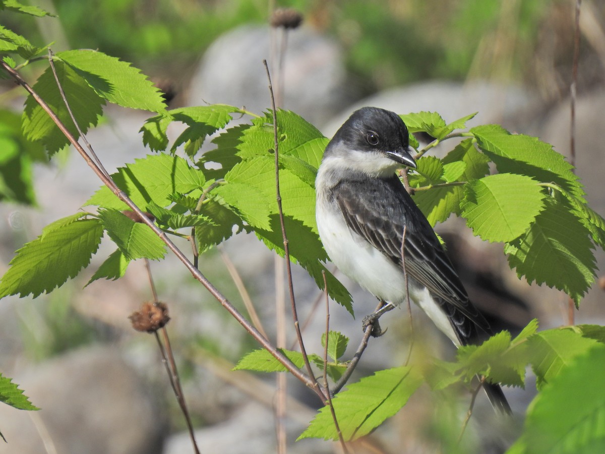 Eastern Kingbird - ML620276208