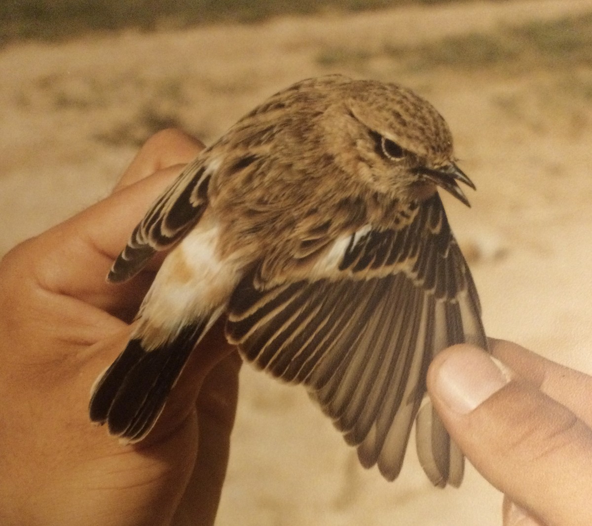 Siberian Stonechat - Rupert Quinnell