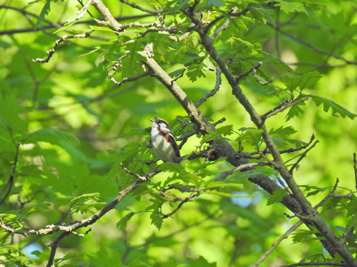 Chestnut-sided Warbler - ML620276217