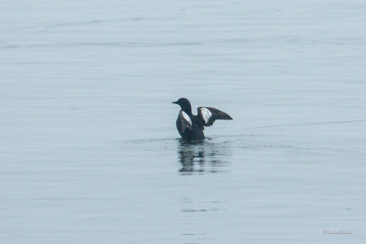 Black Guillemot - ML620276220