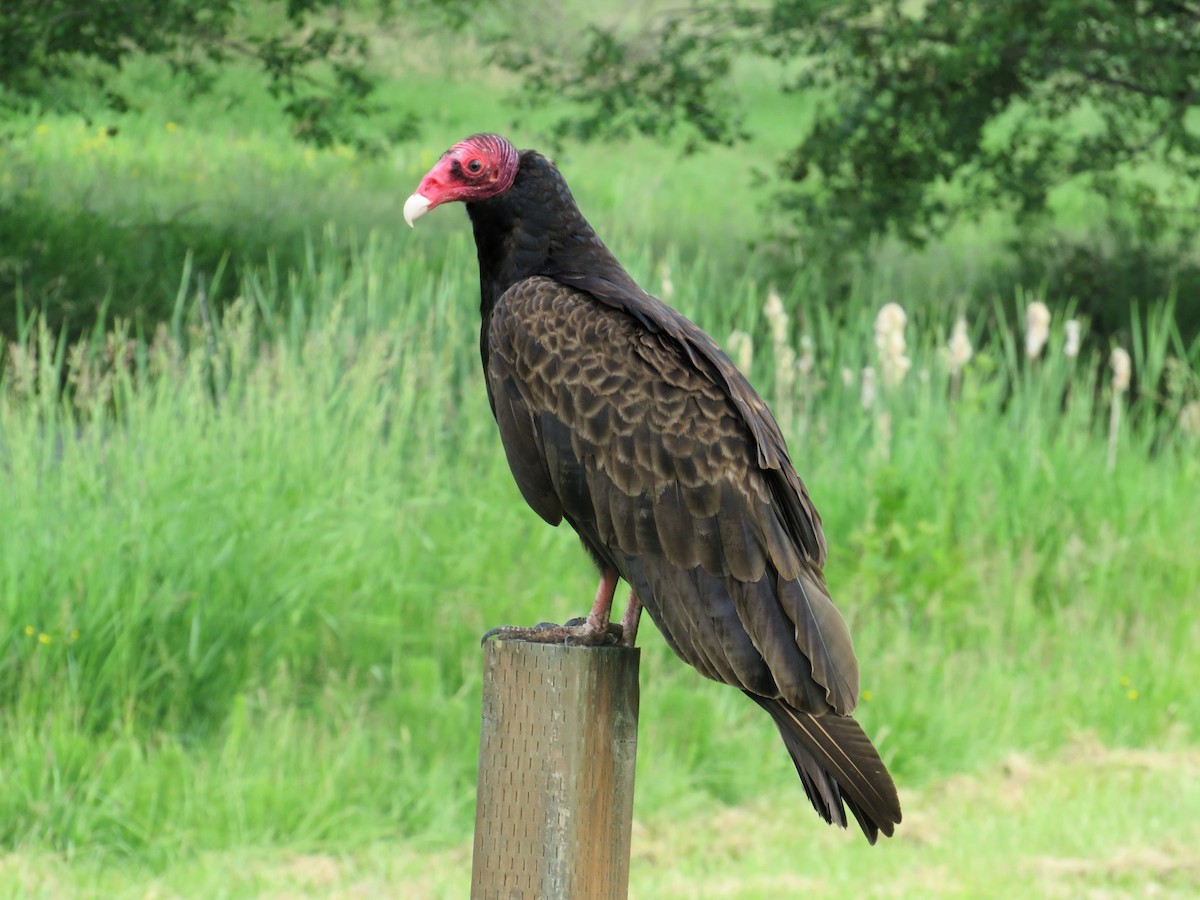 Turkey Vulture - ML620276236