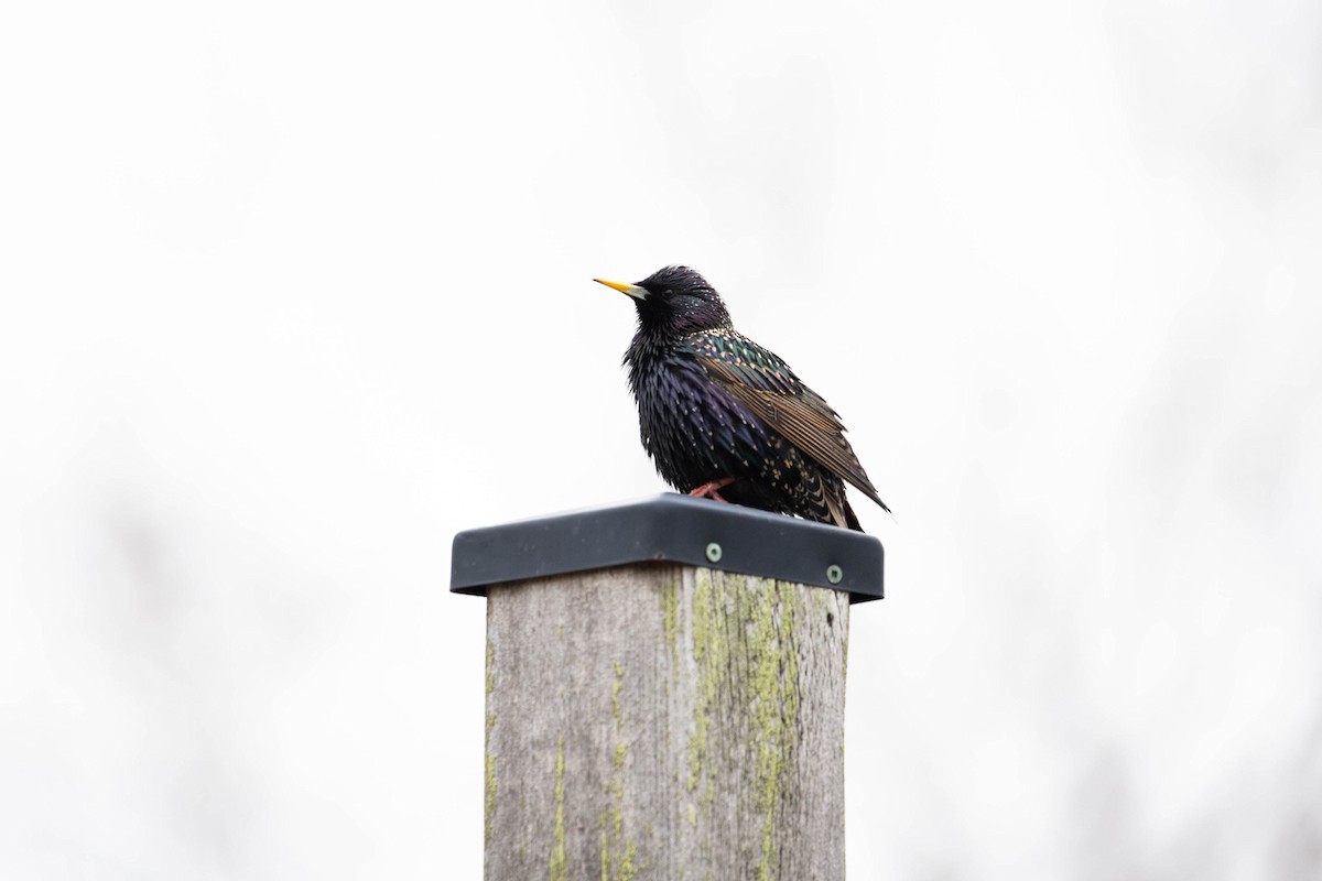 European Starling - ML620276237