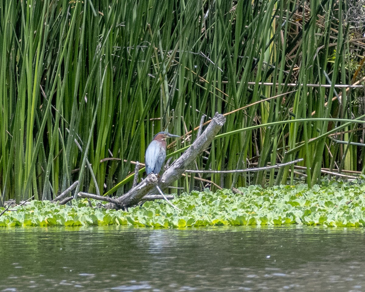 Green Heron - ML620276239