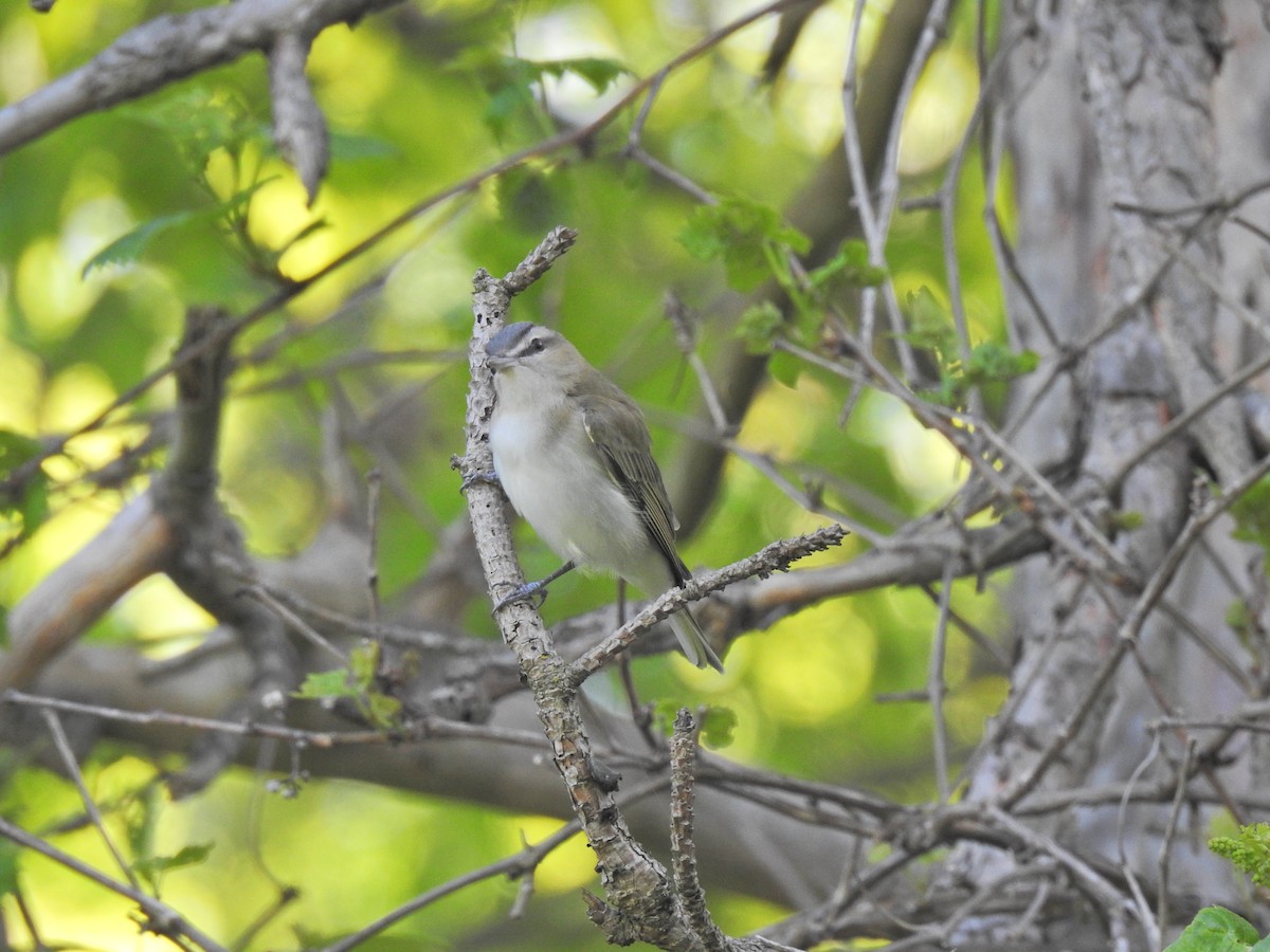 Kızıl Gözlü Vireo - ML620276251