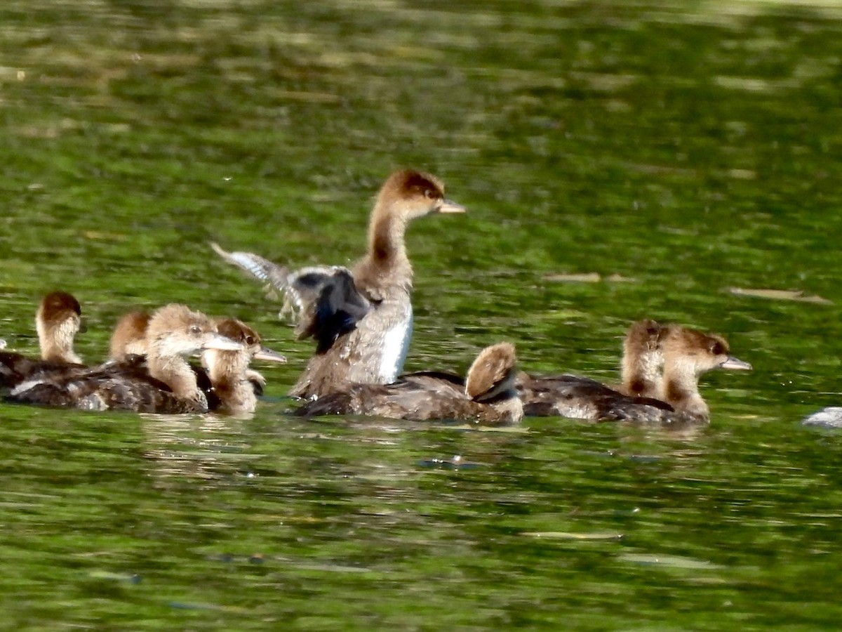 Hooded Merganser - ML620276262