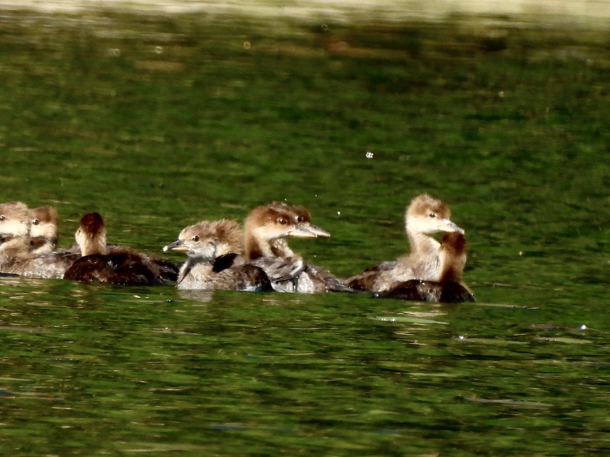 Hooded Merganser - Susan Lamberts