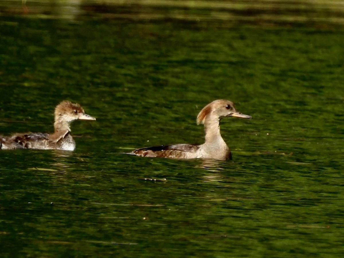 Hooded Merganser - ML620276265