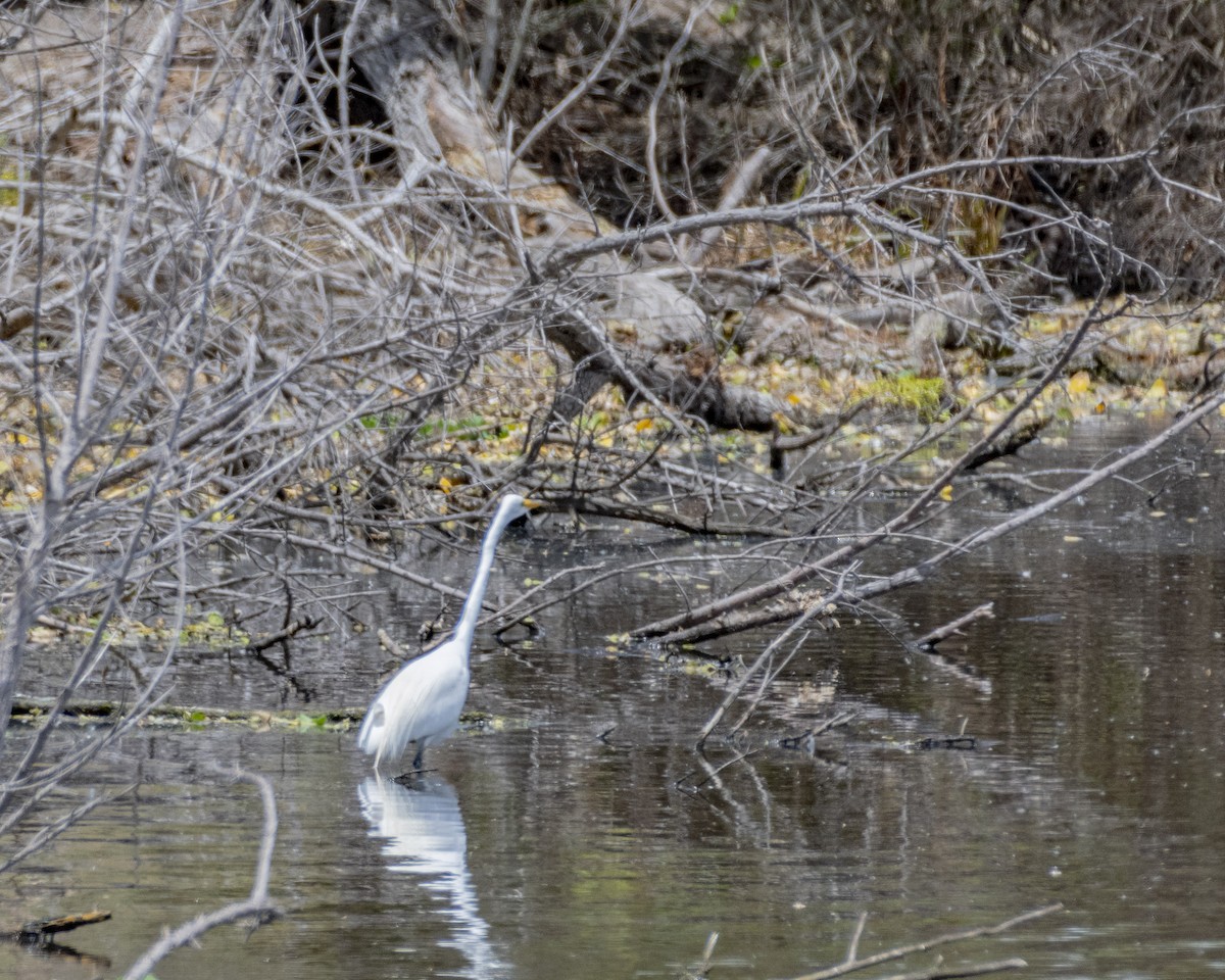 Great Egret - ML620276268