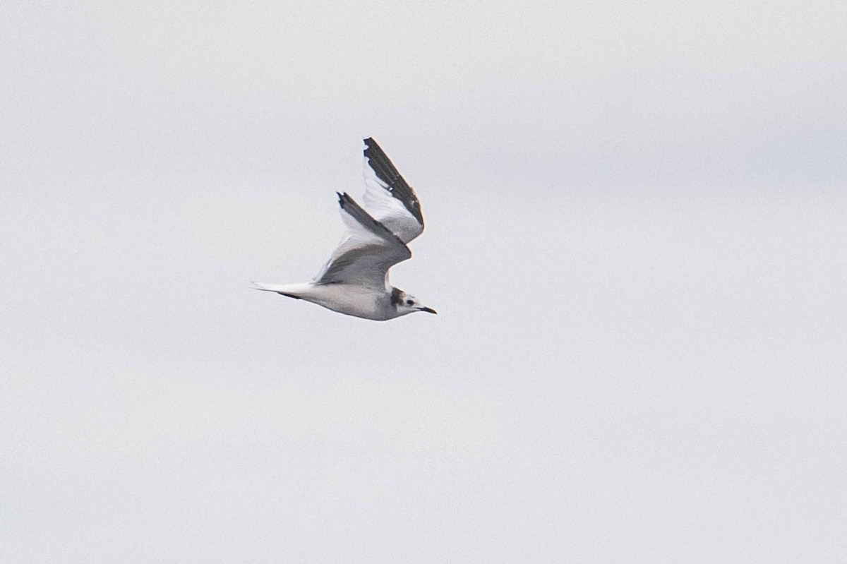 Sabine's Gull - ML620276270