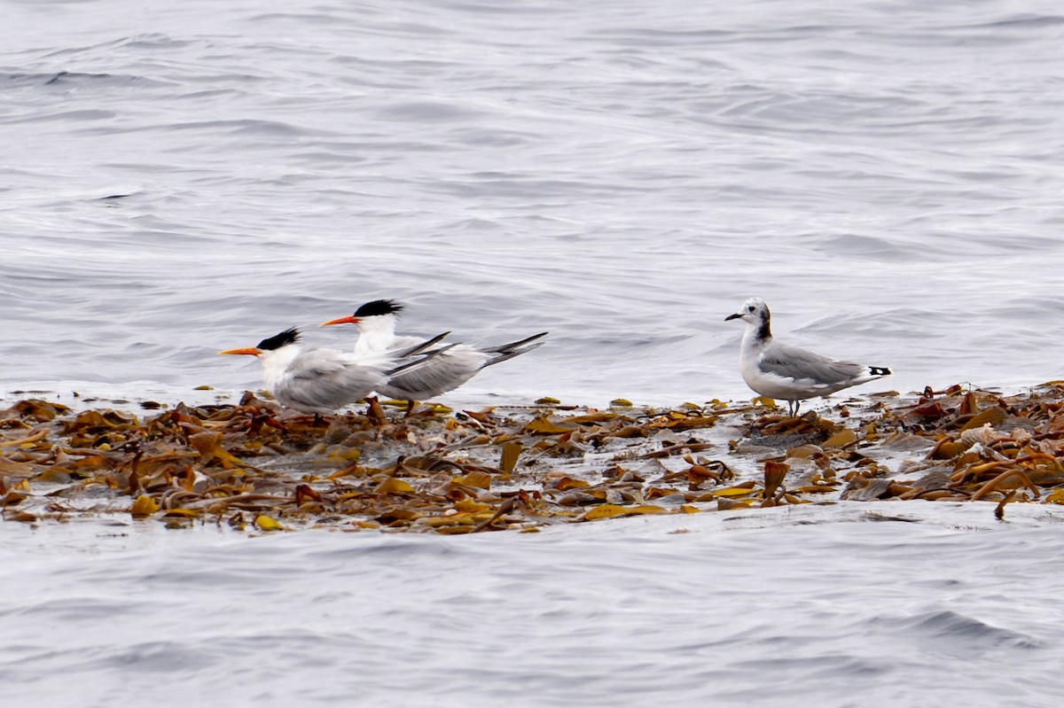 Sabine's Gull - ML620276276