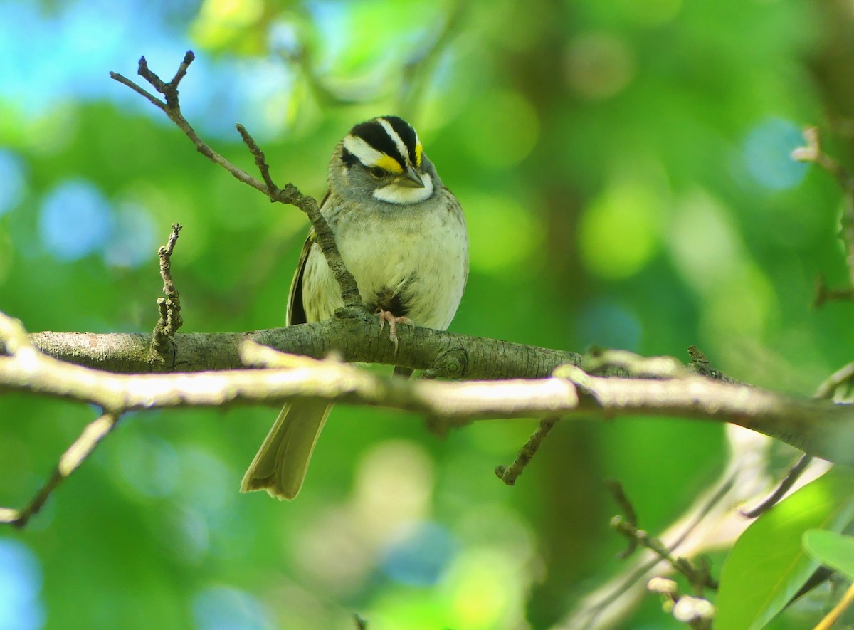 White-throated Sparrow - ML620276278