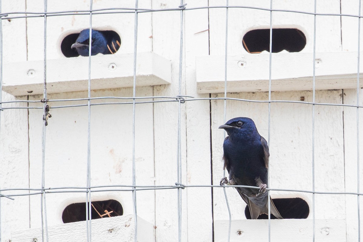 Purple Martin - ML620276280