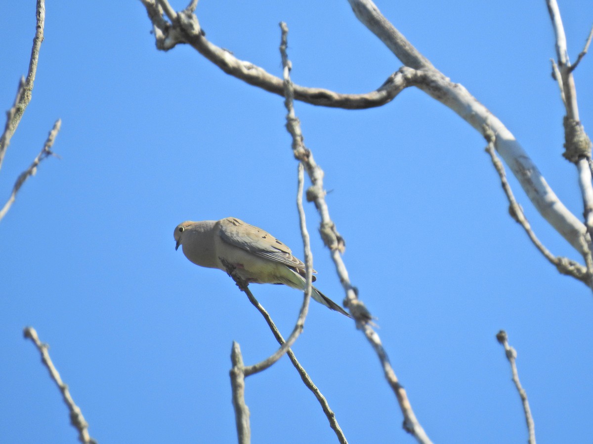 Mourning Dove - ML620276293