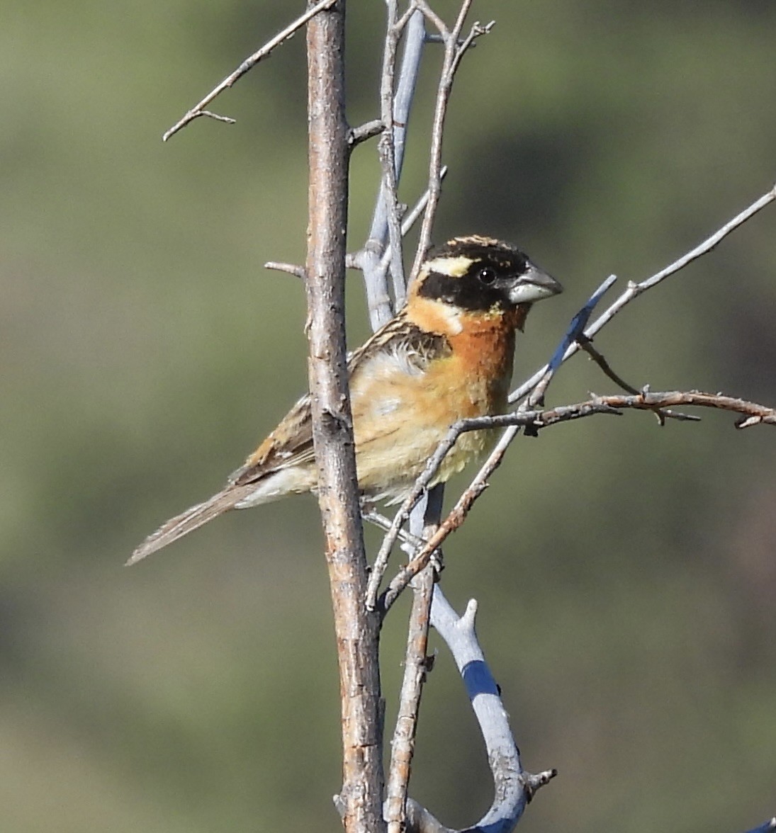 Black-headed Grosbeak - ML620276306