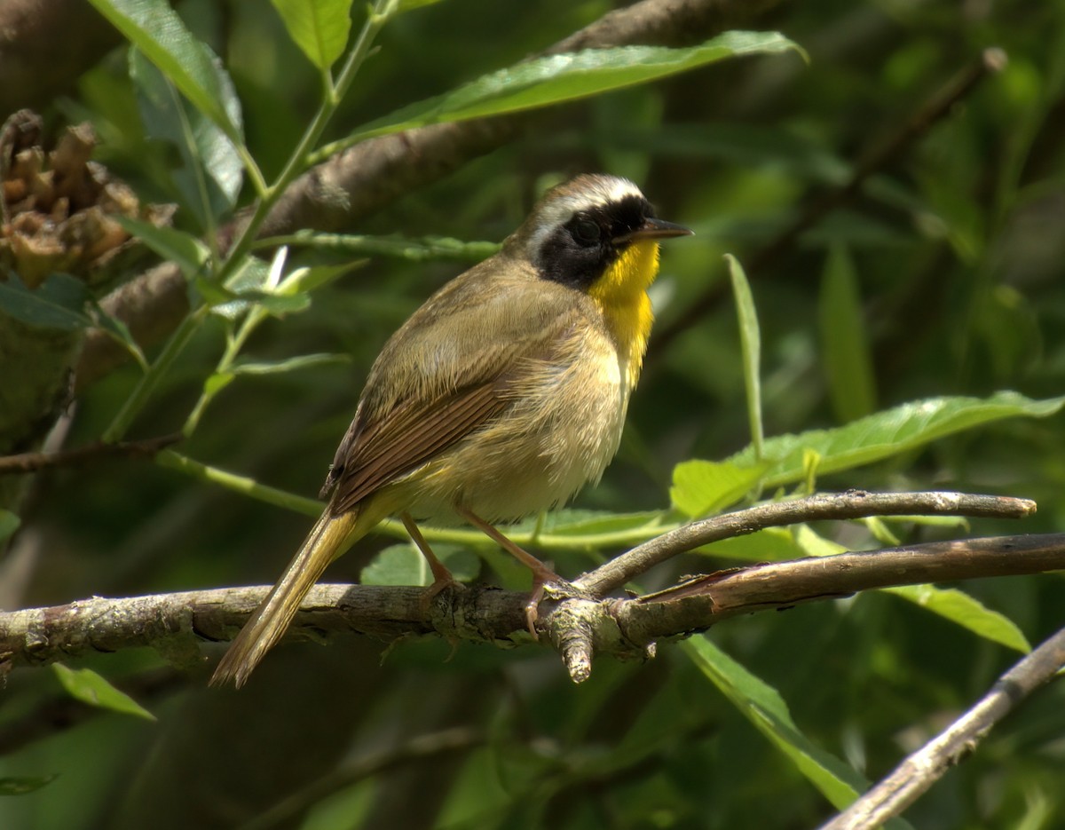 Common Yellowthroat - ML620276308