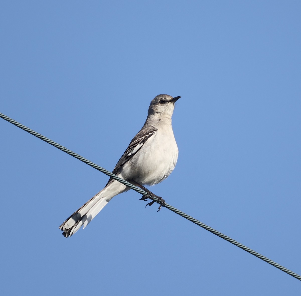 Northern Mockingbird - ML620276309