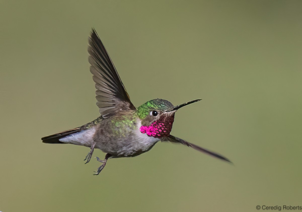 Broad-tailed Hummingbird - ML620276310