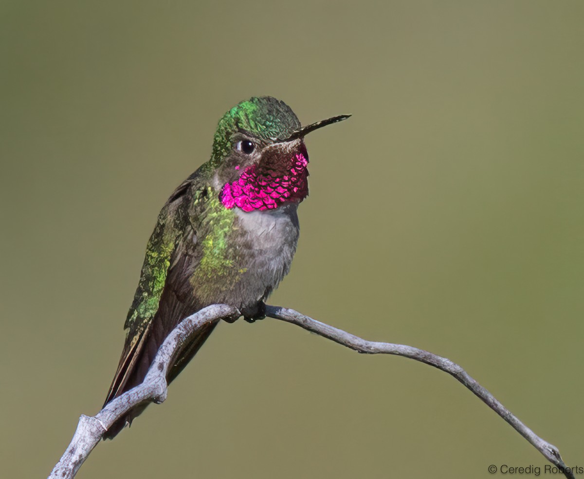 Broad-tailed Hummingbird - ML620276311